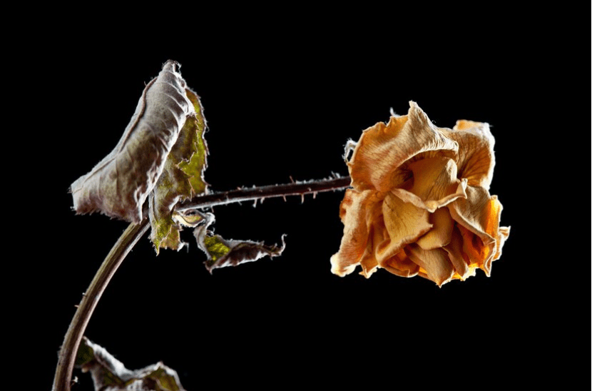 rotten flower